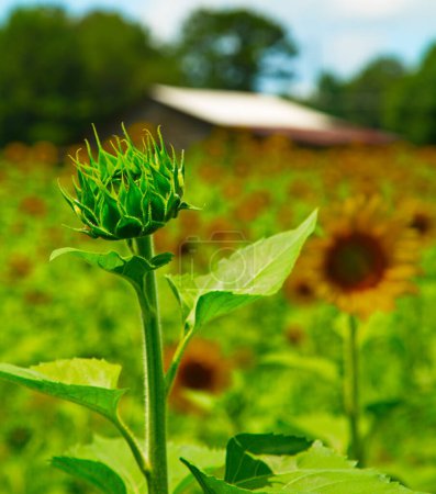 Téléchargez les photos : Une image d'un magnifique champ d'été plein de tournesols jaune vif et vert - en image libre de droit
