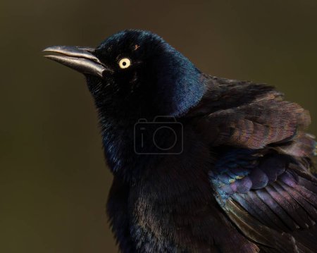 Photo for A Common Grackle Puffed up before a Call - Royalty Free Image