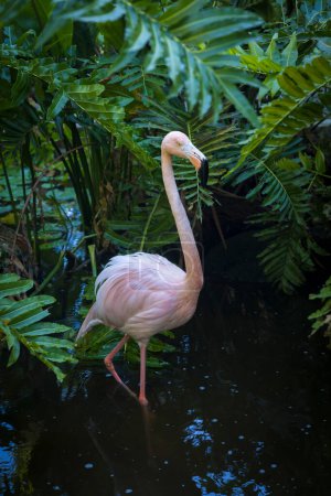 Photo for Close-up of pink flamingo surrounded by tropical vegetation - Royalty Free Image
