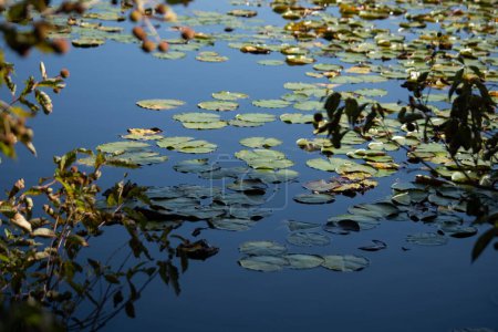Photo for Lily Pads at the Pond - Royalty Free Image