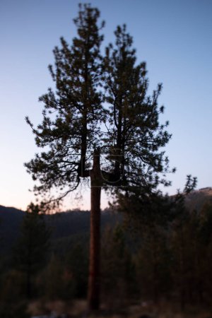 Foto de Un árbol de aspecto extraño con tres copas. - Imagen libre de derechos