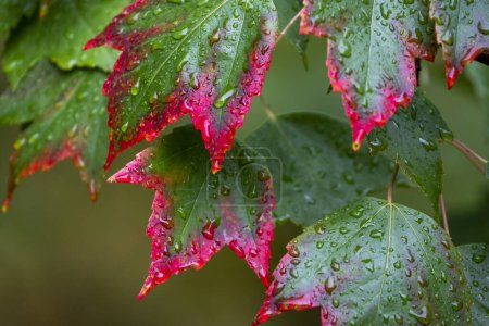 Téléchargez les photos : Les feuilles sur un érable commencent à rougir à l'automne. - en image libre de droit