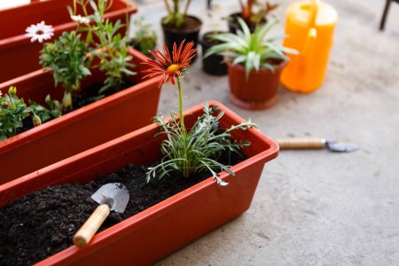 Téléchargez les photos : Plantation de fleurs dans des pots au printemps à l'aide d'outils de jardin - en image libre de droit