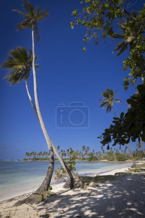 Téléchargez les photos : Plage de sable blanc idyllique des Caraïbes avec palmiers - en image libre de droit