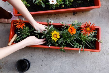 Foto de Mujer joven planta flores en macetas en primavera usando herramientas de jardín - Imagen libre de derechos