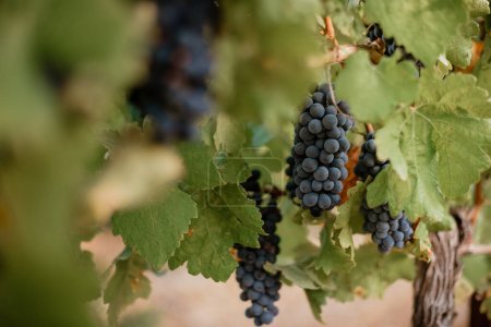 Photo for Bunch of grapes hanging from vine in France - Royalty Free Image