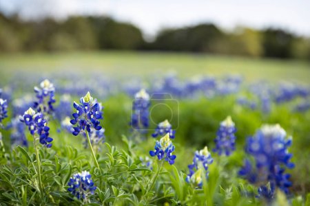 Téléchargez les photos : Champ de bonnets bleus au centre du Texas au printemps - en image libre de droit