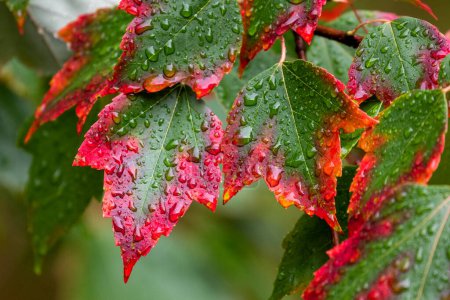 Téléchargez les photos : Les feuilles sur un érable commencent à rougir à l'automne. - en image libre de droit
