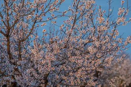 Téléchargez les photos : Cerisiers fleurissant en Espagne sur un ciel bleu - en image libre de droit