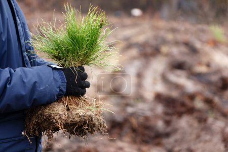Téléchargez les photos : Homme détient un tas de plants de conifères avant de planter la forêt au printemps - en image libre de droit