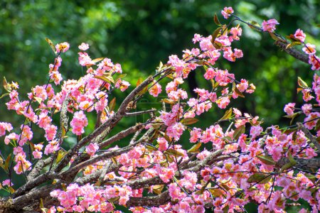 Foto de Primavera Flores de cerezo flores rosas
. - Imagen libre de derechos