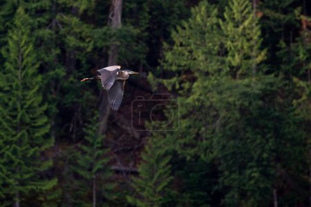 Foto de Una gran garza azul vuela sobre un lago mientras busca comida en una soleada mañana de verano.. - Imagen libre de derechos
