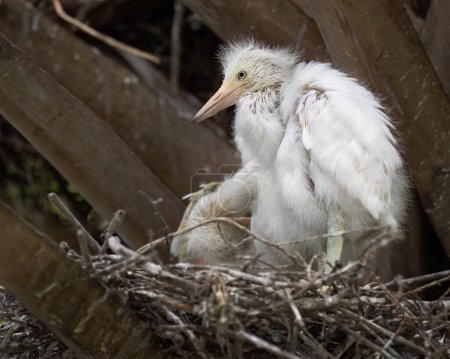Téléchargez les photos : Une aigrette neigeuse sur son nid - en image libre de droit