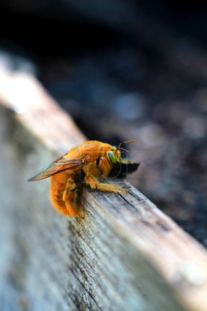 Photo for Orange and Yellow Teddy Bear Bee with Green Eyes on Plank of Wood - Royalty Free Image