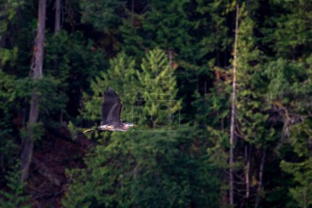 Téléchargez les photos : Un grand héron vole au-dessus d'un lac à la recherche de nourriture par une matinée ensoleillée d'été. - en image libre de droit