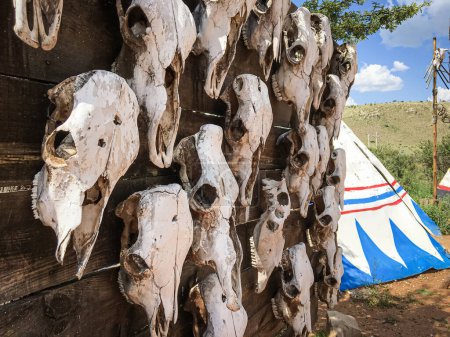 Téléchargez les photos : Crânes de vache secs comme ornement dans le parc à thème Old West à Durango Mexique. - en image libre de droit