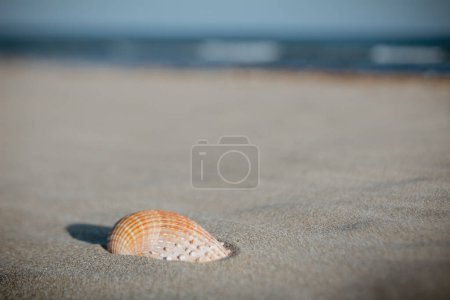 Foto de Primer plano de la concha marina única en la playa de arena con el mar en el fondo - Imagen libre de derechos