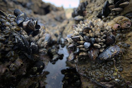 Photo for Clusters of mussels and barnacles above a tidepool - Royalty Free Image
