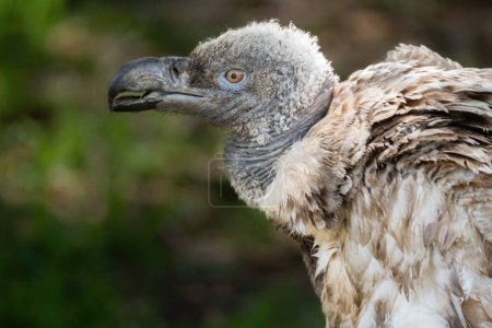 Téléchargez les photos : Une photo d'un vautour cape poussin - en image libre de droit