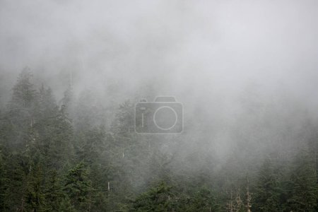 Photo for Fog rises out of a forested hillside on a summer morning in Canada. - Royalty Free Image