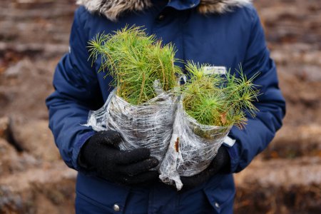 Photo for Man holds packages of seedlings before planting forest in spring - Royalty Free Image