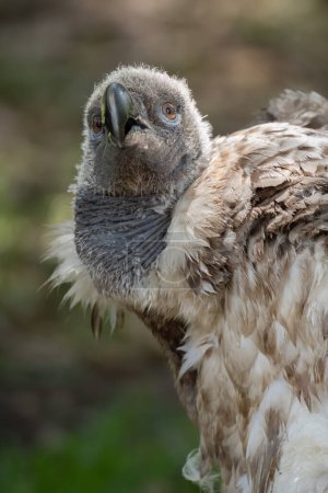Téléchargez les photos : Un portrait d'un vautour cape poussin - en image libre de droit