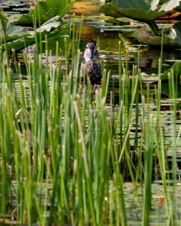 Téléchargez les photos : Un canard regarde à travers une longue herbe sur un lac en Colombie-Britannique. - en image libre de droit