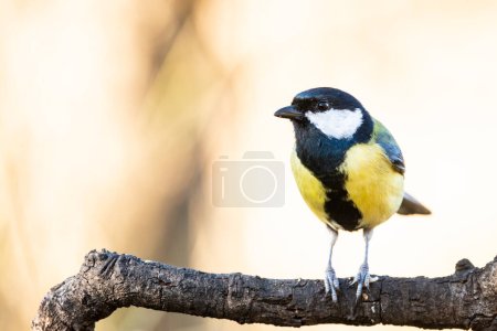 Photo for Great tit or parus major perched on a tree trunk in a field - Royalty Free Image