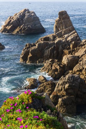 Téléchargez les photos : Coast of the atlantic ocean covered with colorful succulents at sunset background - en image libre de droit