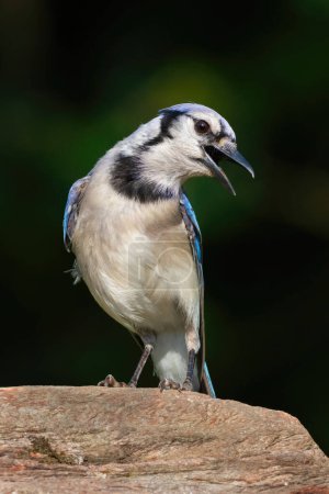 Photo for A blue jay calling while perched on a rock - Royalty Free Image