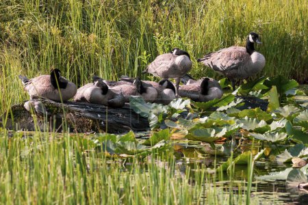 Foto de Un grupo de gansos de Canadá se sientan en un tronco en una soleada mañana de verano. - Imagen libre de derechos