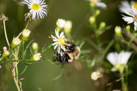 Foto de Scavenges de abeja para el polen - Imagen libre de derechos