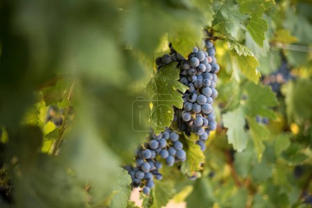Foto de Ramo de uvas púrpuras colgando de la vid en Francia vinyard - Imagen libre de derechos