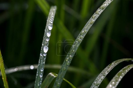 Photo for Morning droplets of dew collect on grass near a lake in British Columbia. - Royalty Free Image