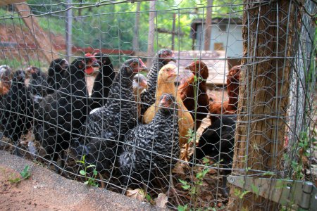 Photo for Flock of Chickens in Chicken Run - Royalty Free Image