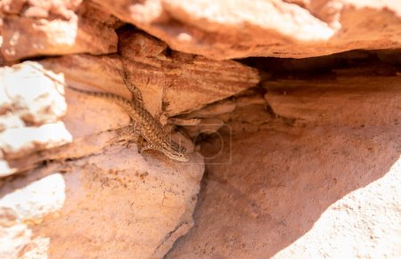 Foto de Un lagarto de la cerca occidental, Sceloporus occidentalis, en Grand Staircase Escalente National Monument - Imagen libre de derechos