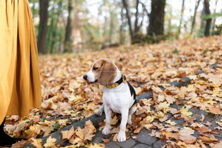 Foto de Beagle perro en un paseo en el parque de otoño - Imagen libre de derechos