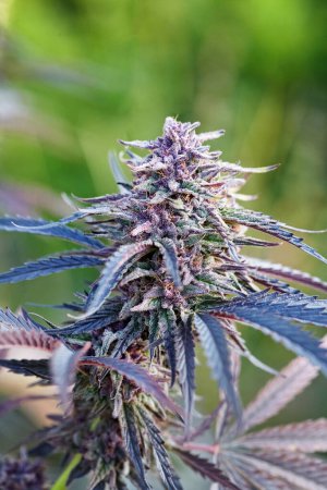 Téléchargez les photos : Gros plan du cola de la variété de cannabis Pure Kush floraison - en image libre de droit