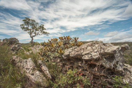 Téléchargez les photos : Paysage rocheux pittoresque de la région de Cerrado dans le centre du Minas Gerais - en image libre de droit