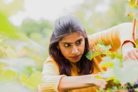 Téléchargez les photos : Jeune femme cueillette de raisins - en image libre de droit