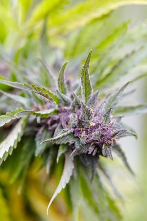 Téléchargez les photos : Gros plan cola de la variété de cannabis Purple Diesel - en image libre de droit