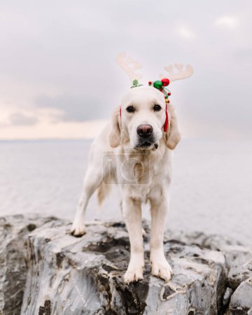 Photo for Young Golden Retriever Wearing Christmas Outfit by Lake - Royalty Free Image