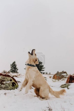 Photo for Golden Retriever Catching Snowball in Winter in Boulder Colorado - Royalty Free Image