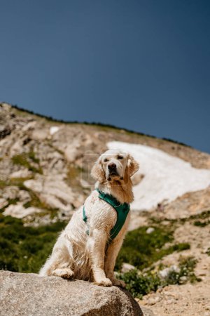 Photo for Young Cream Golden Retriever Hiking in Colorado Mountains - Royalty Free Image