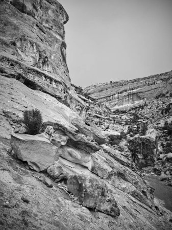 Photo for A golden retriever climbs rocks in a canyon in Utah - Royalty Free Image
