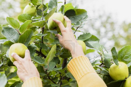 Photo for Closeup of hands picking apples - Royalty Free Image