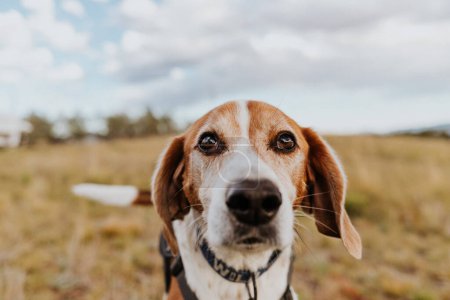 Photo for Senior American Foxhound Dog Standing in Colorado Field - Royalty Free Image