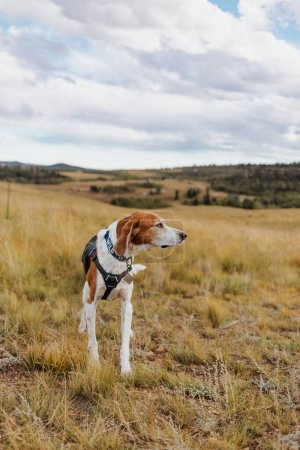 Photo for Senior American Foxhound Dog Standing in Field in Colorado - Royalty Free Image