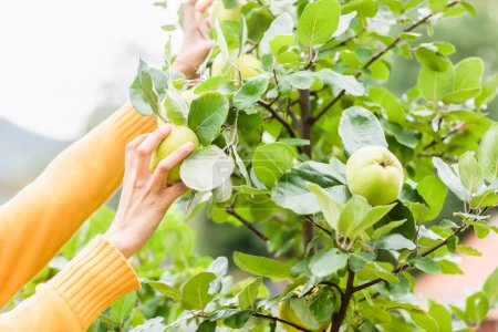 Téléchargez les photos : Mains cueillant des pommes dans un arbre - en image libre de droit