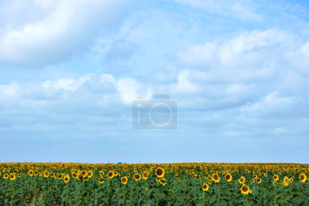 Photo for Giant sunflower field in South Texas - Royalty Free Image